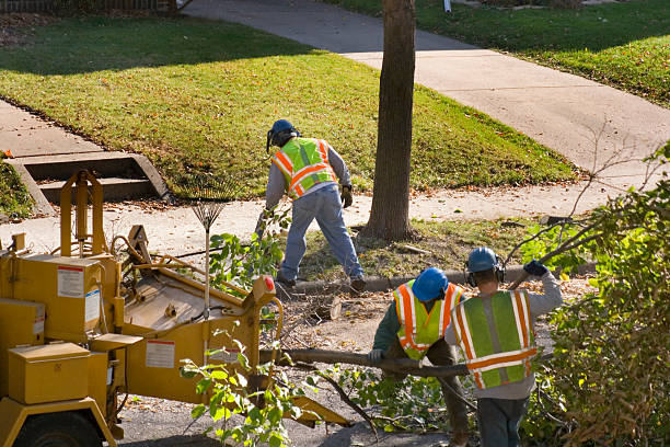 Emergency Storm Tree Removal in Mazomanie, WI